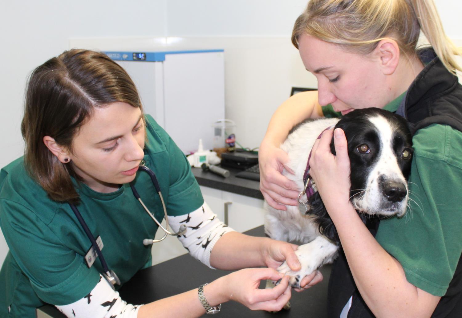 Veterinary Consultations in Carlisle