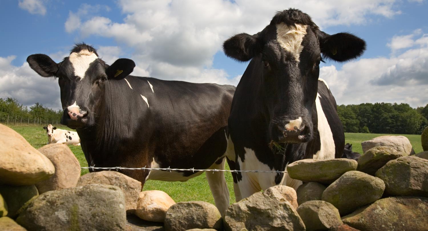 Herd Health Livestock Vet in Carlisle, Cumbria