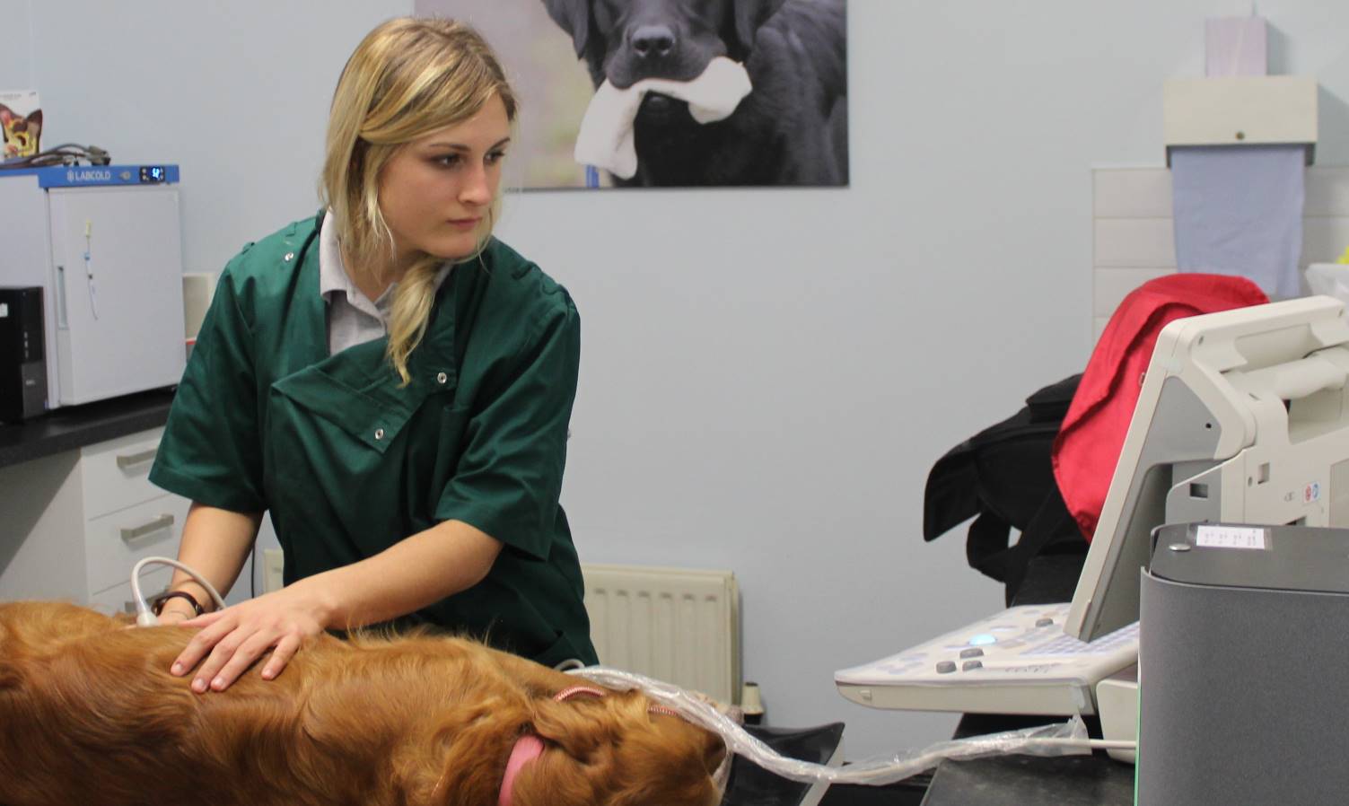 General Veterinary Services in Carlisle, Cumbria