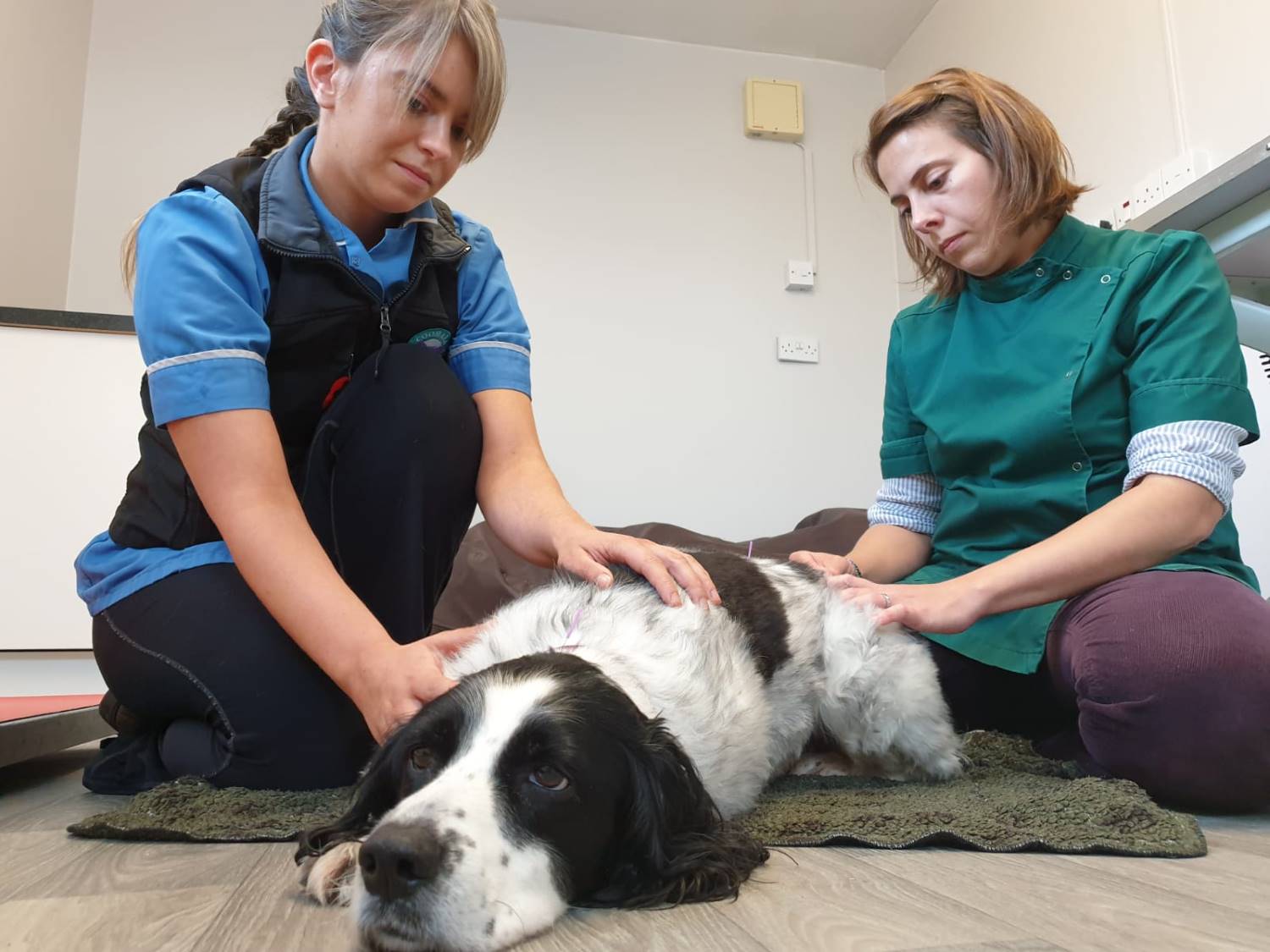 Animal and Pet Chronic Pain Clinics in Carlisle, Cumbria