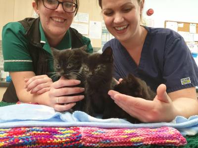 We are recruiting!  Veterinary Nurse Support Assistant